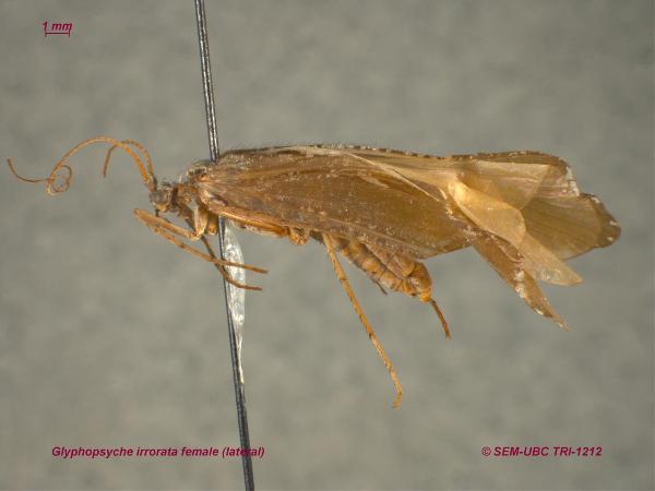 Photo of Glyphopsyche irrorata by Spencer Entomological Museum